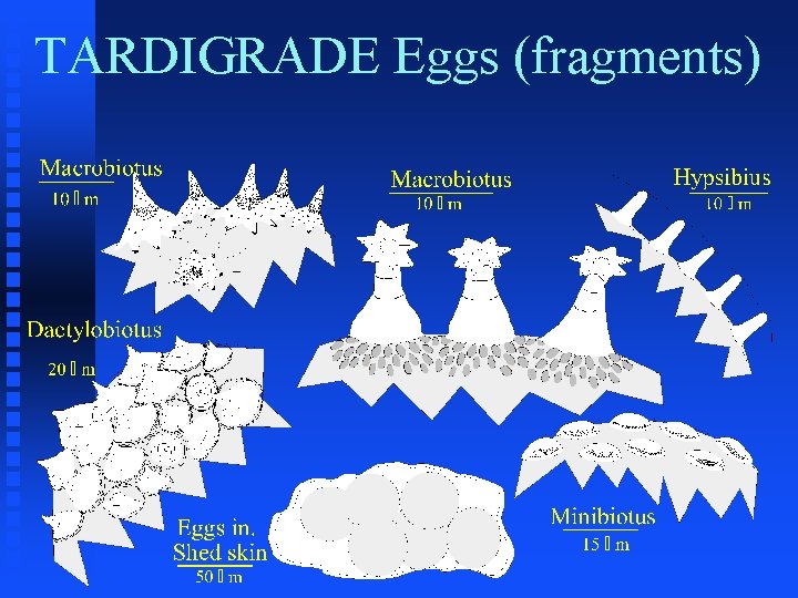 TARDIGRADE Eggs (fragments) 