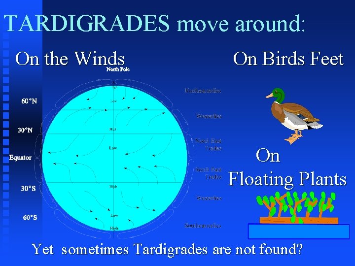 TARDIGRADES move around: On the Winds On Birds Feet On Floating Plants Yet sometimes