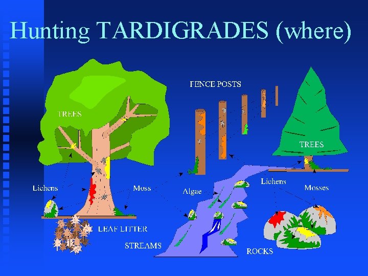Hunting TARDIGRADES (where) 