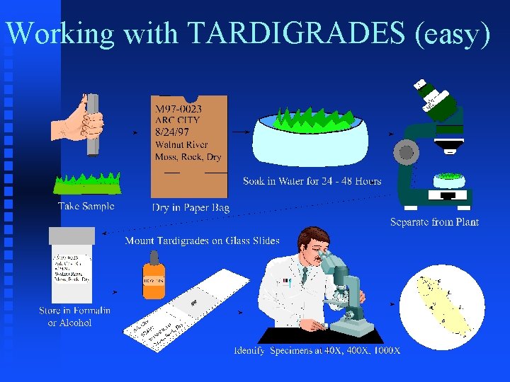 Working with TARDIGRADES (easy) 