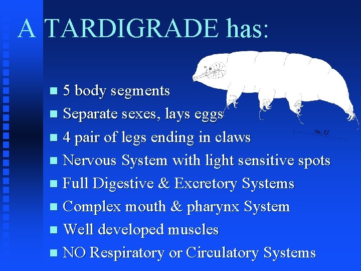 A TARDIGRADE has: 5 body segments n Separate sexes, lays eggs n 4 pair