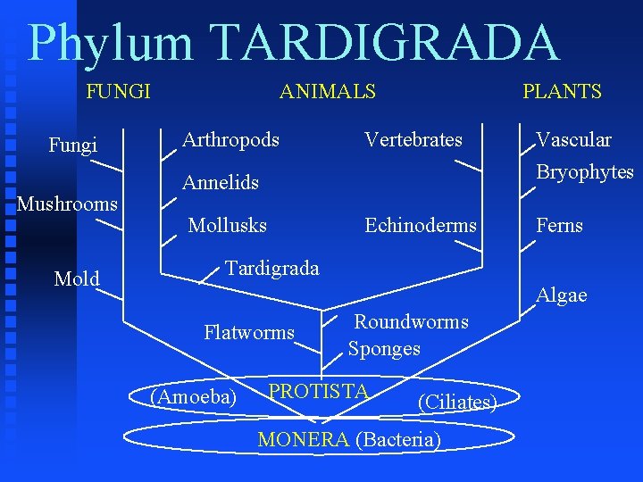 Phylum TARDIGRADA FUNGI Fungi Mushrooms Mold ANIMALS Arthropods PLANTS Vertebrates Vascular Bryophytes Echinoderms Ferns