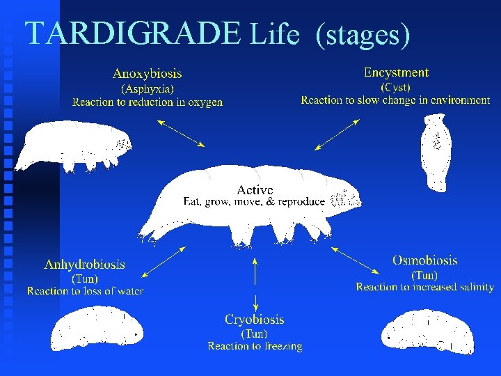 TARDIGRADE Life (stages) 
