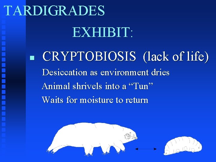 TARDIGRADES EXHIBIT: n CRYPTOBIOSIS (lack of life) Desiccation as environment dries Animal shrivels into