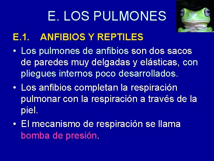 E. LOS PULMONES E. 1. ANFIBIOS Y REPTILES • Los pulmones de anfibios son