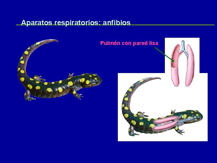 Aparatos respiratorios: anfibios Pulmón con pared lisa 