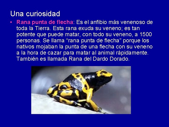 Una curiosidad • Rana punta de flecha: Es el anfibio más venenoso de toda