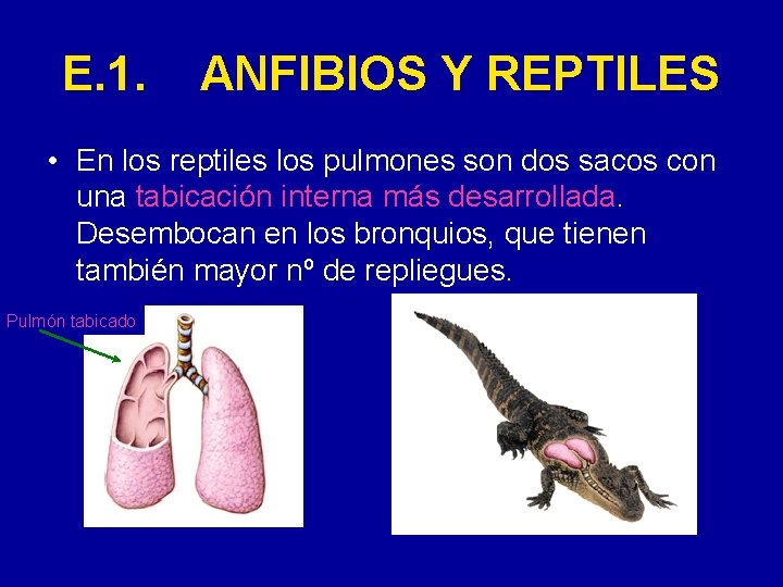 E. 1. ANFIBIOS Y REPTILES • En los reptiles los pulmones son dos sacos