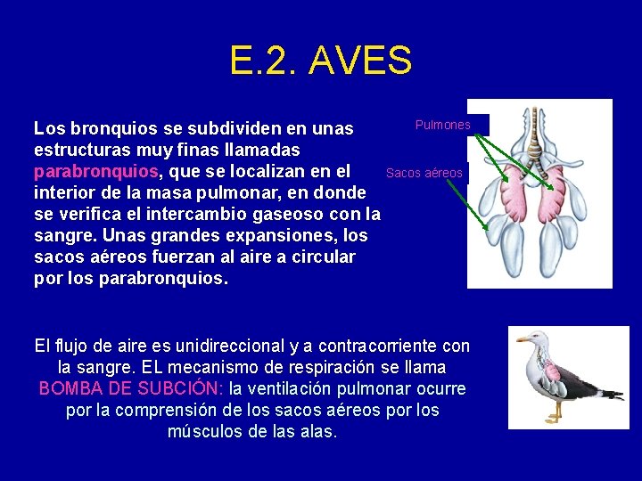 E. 2. AVES Los bronquios se subdividen en unas estructuras muy finas llamadas parabronquios,