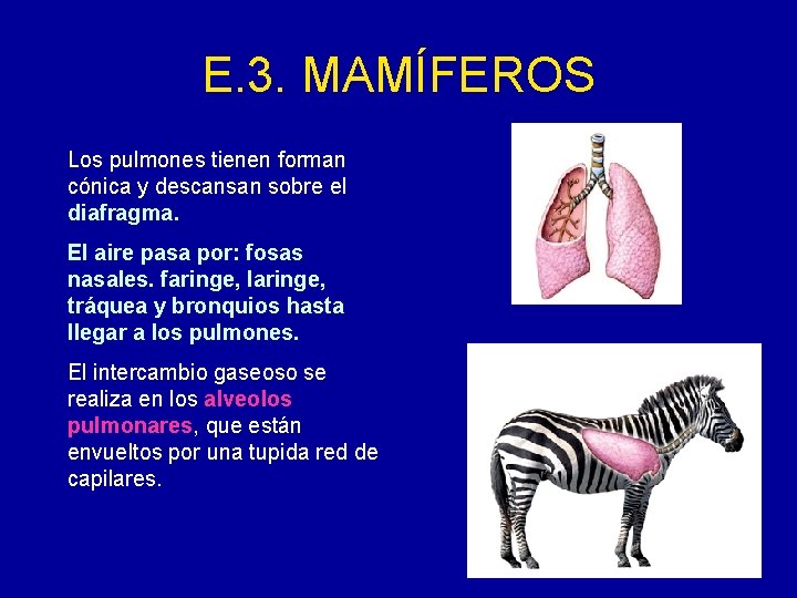 E. 3. MAMÍFEROS Los pulmones tienen forman cónica y descansan sobre el diafragma. El
