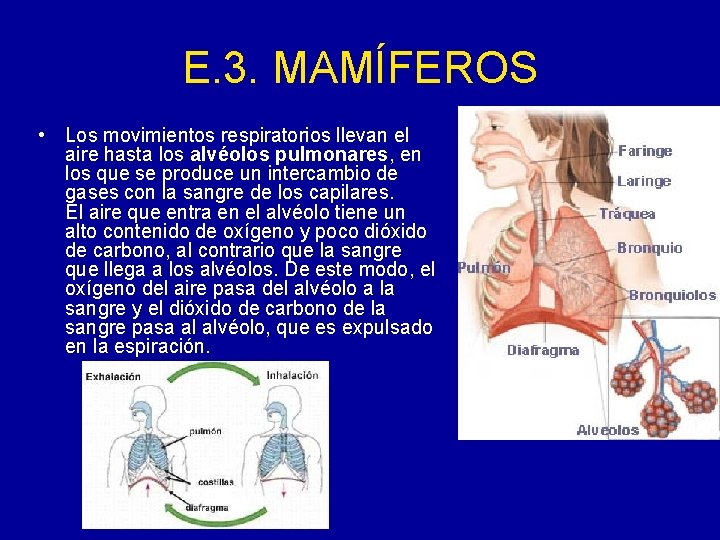 E. 3. MAMÍFEROS • Los movimientos respiratorios llevan el aire hasta los alvéolos pulmonares,