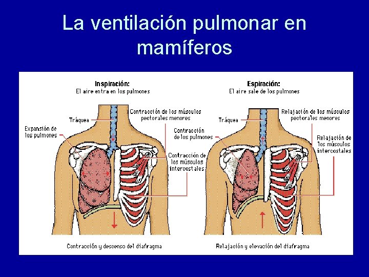 La ventilación pulmonar en mamíferos 