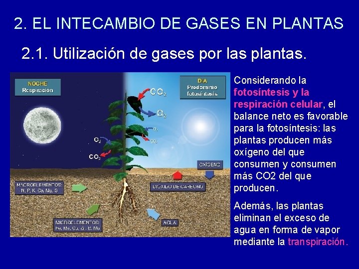 2. EL INTECAMBIO DE GASES EN PLANTAS 2. 1. Utilización de gases por las
