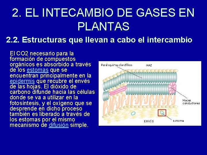 2. EL INTECAMBIO DE GASES EN PLANTAS 2. 2. Estructuras que llevan a cabo