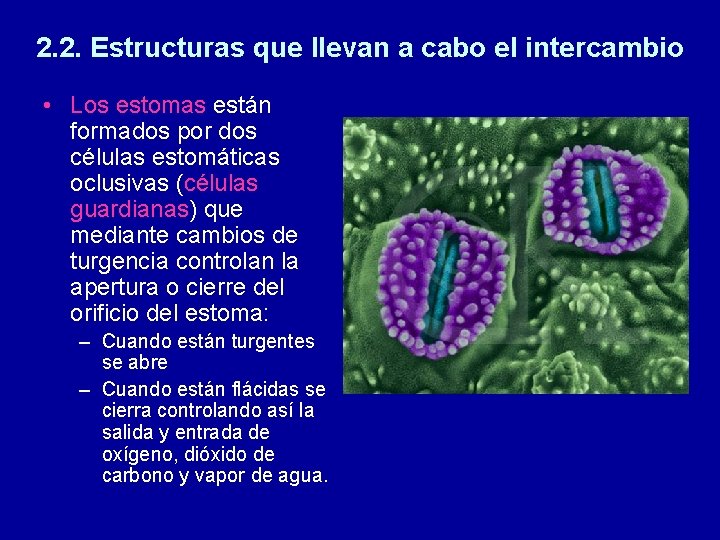 2. 2. Estructuras que llevan a cabo el intercambio • Los estomas están formados