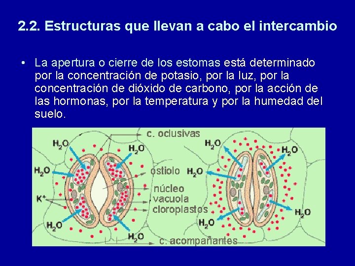 2. 2. Estructuras que llevan a cabo el intercambio • La apertura o cierre