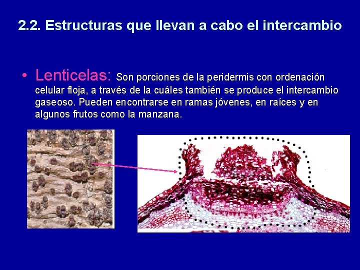 2. 2. Estructuras que llevan a cabo el intercambio • Lenticelas: Son porciones de