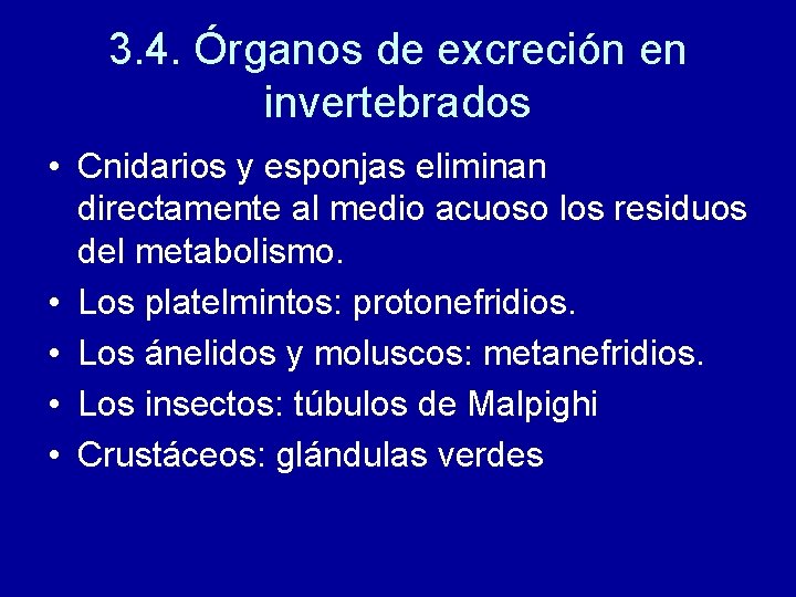 3. 4. Órganos de excreción en invertebrados • Cnidarios y esponjas eliminan directamente al