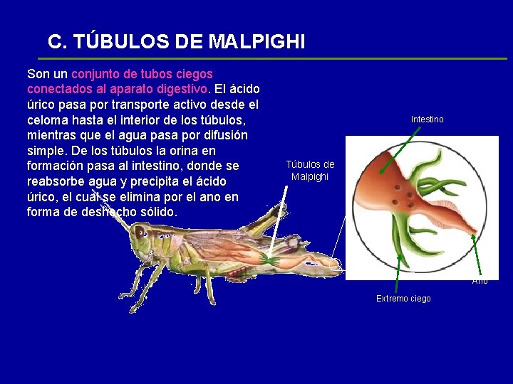 C. TÚBULOS DE MALPIGHI Son un conjunto de tubos ciegos conectados al aparato digestivo.