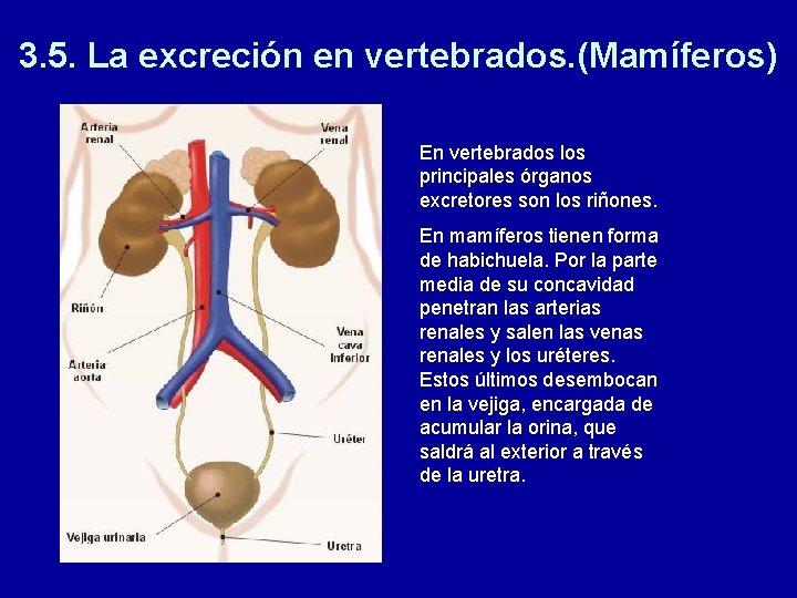 3. 5. La excreción en vertebrados. (Mamíferos) En vertebrados los principales órganos excretores son