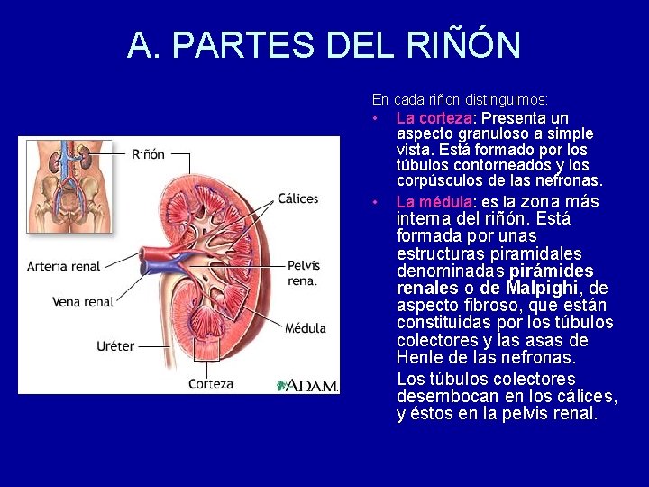 A. PARTES DEL RIÑÓN En cada riñon distinguimos: • • La corteza: Presenta un