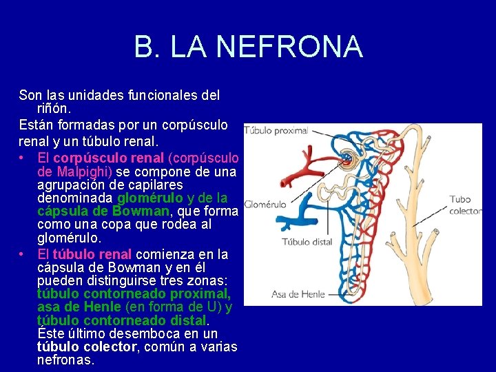 B. LA NEFRONA Son las unidades funcionales del riñón. Están formadas por un corpúsculo