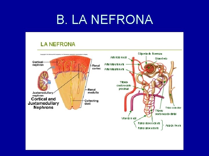 B. LA NEFRONA 