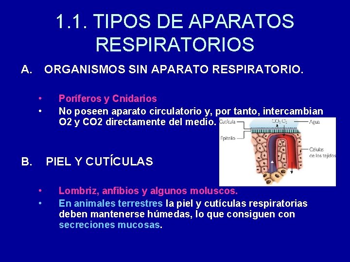 1. 1. TIPOS DE APARATOS RESPIRATORIOS A. ORGANISMOS SIN APARATO RESPIRATORIO. • • B.