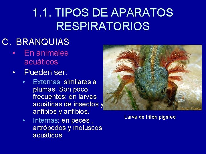 1. 1. TIPOS DE APARATOS RESPIRATORIOS C. BRANQUIAS • • En animales acuáticos. Pueden