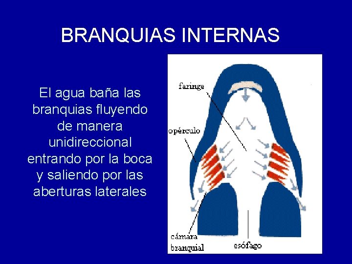 BRANQUIAS INTERNAS El agua baña las branquias fluyendo de manera unidireccional entrando por la