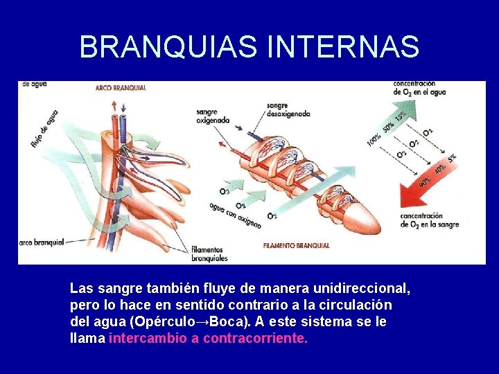BRANQUIAS INTERNAS Las sangre también fluye de manera unidireccional, pero lo hace en sentido
