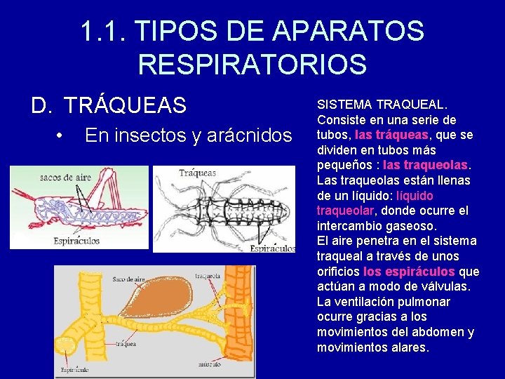 1. 1. TIPOS DE APARATOS RESPIRATORIOS D. TRÁQUEAS • En insectos y arácnidos SISTEMA