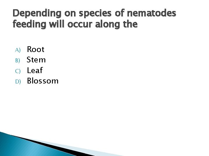 Depending on species of nematodes feeding will occur along the A) B) C) D)