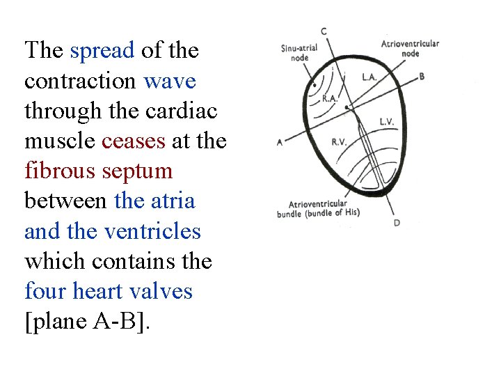 The spread of the contraction wave through the cardiac muscle ceases at the fibrous