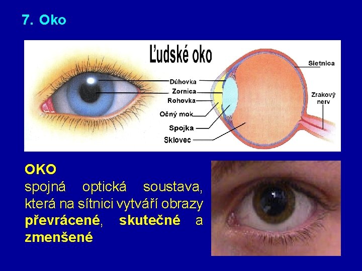 7. Oko OKO spojná optická soustava, která na sítnici vytváří obrazy převrácené, skutečné a