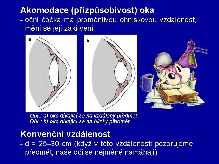 Akomodace (přizpůsobivost) oka - oční čočka má proměnlivou ohniskovou vzdálenost, mění se její zakřivení