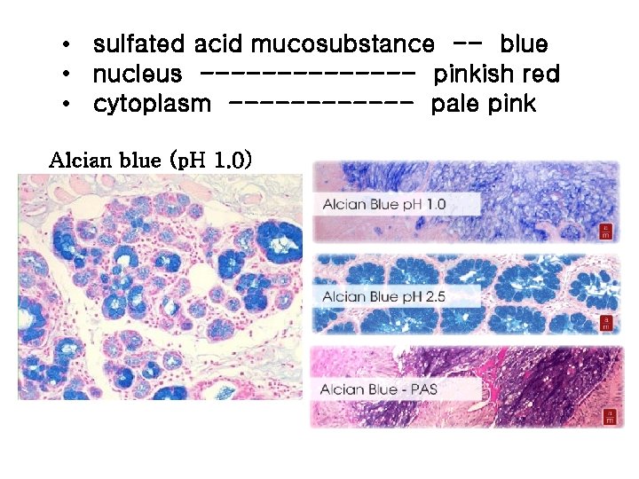  • sulfated acid mucosubstance -- blue • nucleus ------- pinkish red • cytoplasm