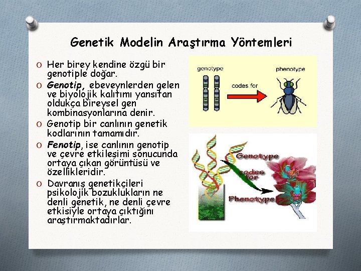 Genetik Modelin Araştırma Yöntemleri O Her birey kendine özgü bir O O genotiple doğar.