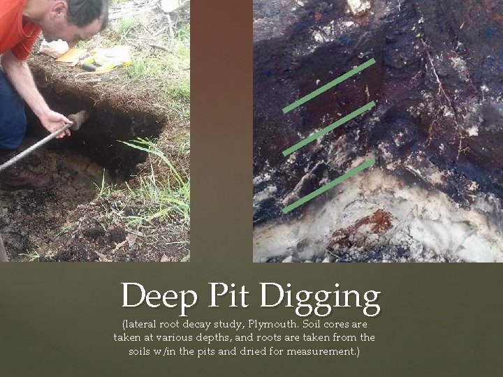 Deep Pit Digging (lateral root decay study, Plymouth. Soil cores are taken at various