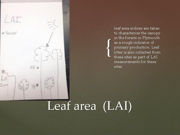 { leaf area indices are taken to characterize the canopy in the forests in
