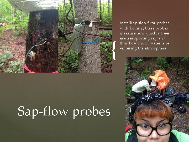 { Sap-flow probes installing slap-flow probes with Johnny; these probes measure how quickly trees