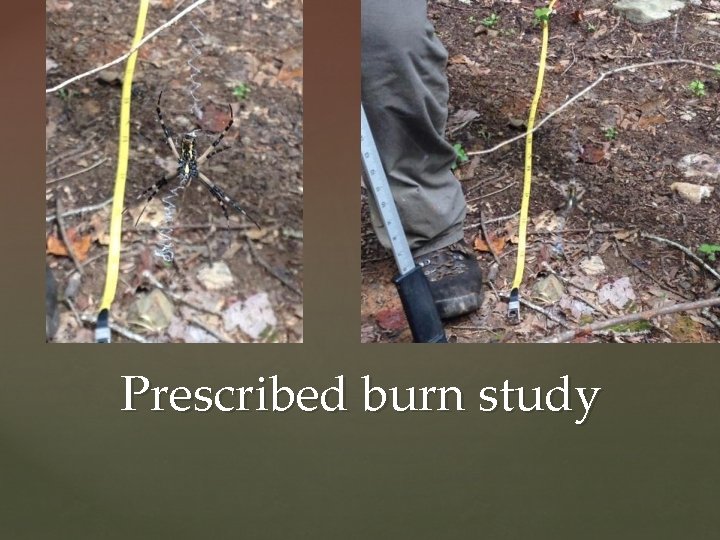 Prescribed burn study 
