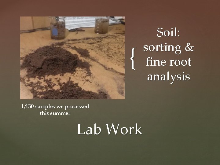 { 1/130 samples we processed this summer Lab Work Soil: sorting & fine root