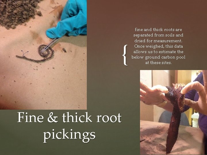 { Fine & thick root pickings fine and thick roots are separated from soils