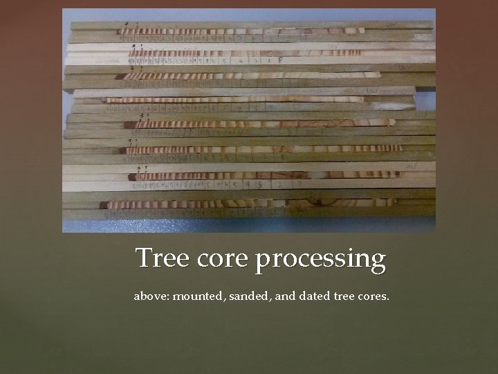 Tree core processing above: mounted, sanded, and dated tree cores. 