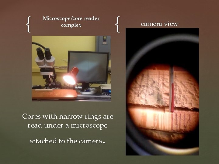 { { Microscope/core reader complex Cores with narrow rings are read under a microscope