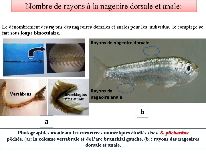 Nombre de rayons à la nageoire dorsale et anale: Le dénombrement des rayons des
