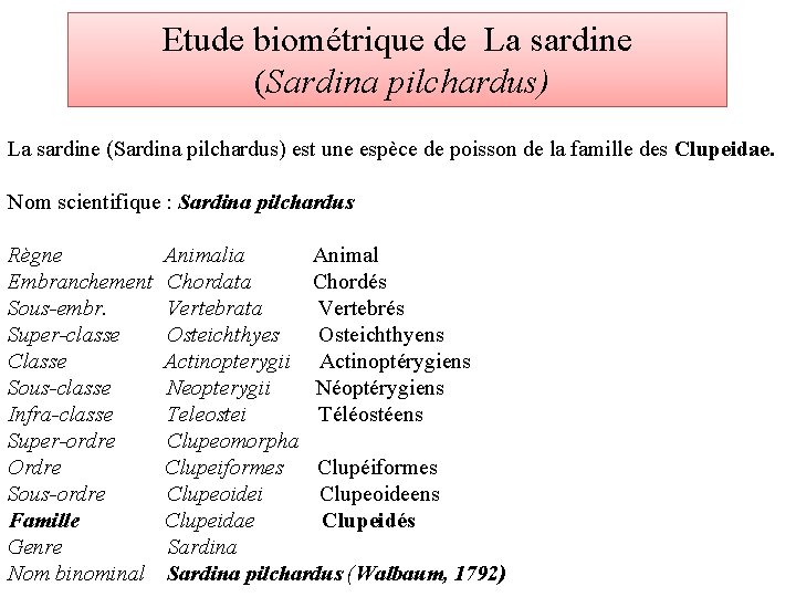 Etude biométrique de La sardine (Sardina pilchardus) est une espèce de poisson de la