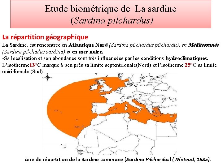 Etude biométrique de La sardine (Sardina pilchardus) La répartition géographique La Sardine, est rencontrée