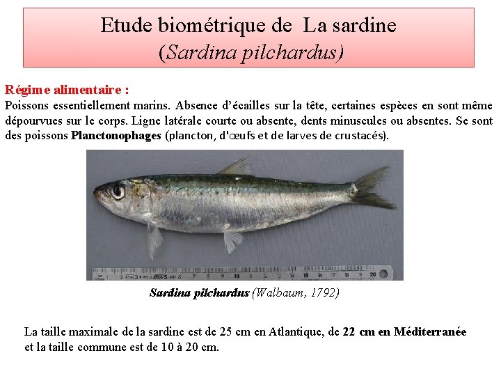 Etude biométrique de La sardine (Sardina pilchardus) Régime alimentaire : Poissons essentiellement marins. Absence